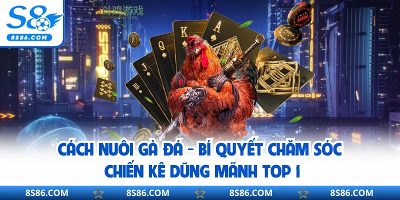 Cách Nuôi Gà Đá - Bí Quyết Chăm Sóc Chiến Kê Dũng Mãnh Top 1
