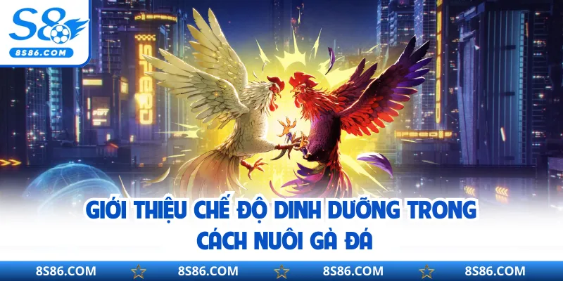 Giới thiệu chế độ dinh dưỡng trong cách nuôi gà đá